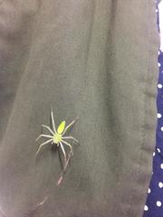 Peucetia longipalpis