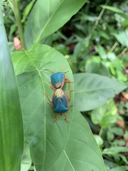 Edessa rufomarginata