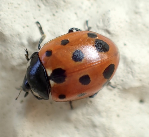 Eleven-spotted Ladybird Beetle
