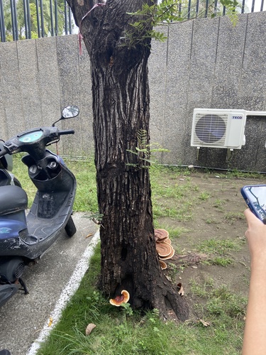 Ganoderma tropicum observed 2024-11-19