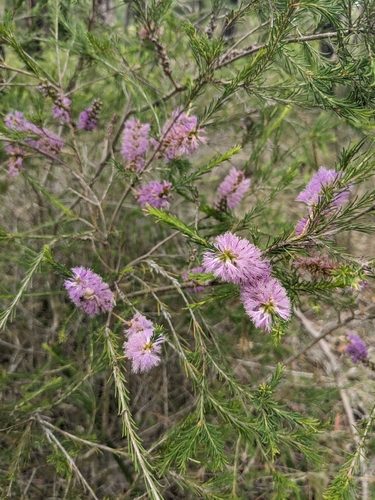 Melaleuca erubescens observed 2024-11-17
