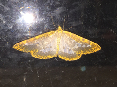 Epobeidia lucifera extranigricans