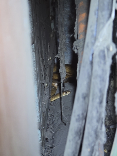 Eastern Brown Snake sighting