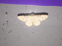 Lassaba parvalbidaria