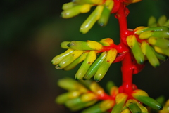 Guzmania scherzeriana