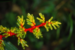 Guzmania scherzeriana