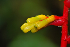 Guzmania scherzeriana