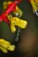 Guzmania scherzeriana