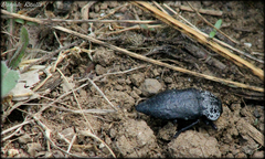Capnodis tenebrionis