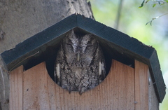 Megascops asio mccallii