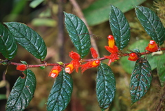Columnea fimbricalyx