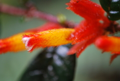 Columnea fimbricalyx