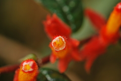Columnea fimbricalyx