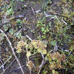 Chrysosplenium tetrandrum