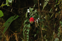 Cavendishia micayensis