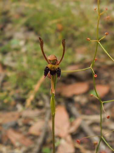 Image of Leporella fimbriata by (c) Jeremy Jones, some rights reserved (CC BY)