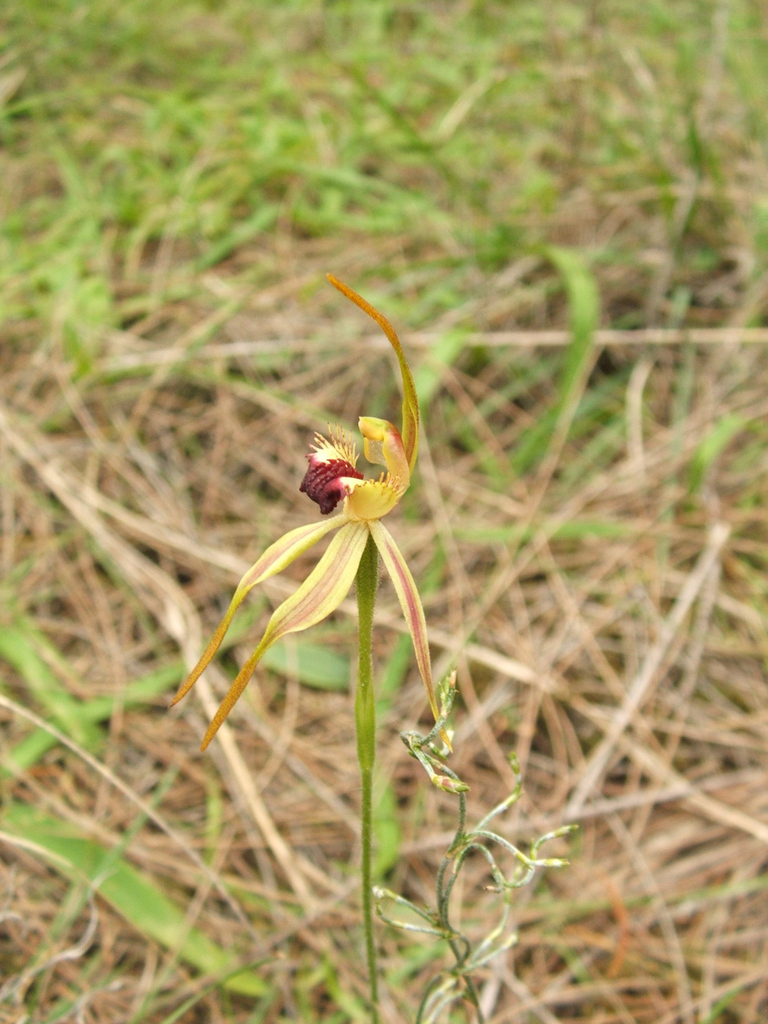 Caladenia longiclavata