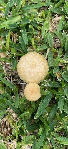 Agrocybe, 2024-11-26