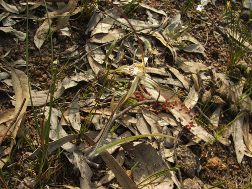 Image of Caladenia polychroma by (c) Jeremy Jones, some rights reserved (CC BY)