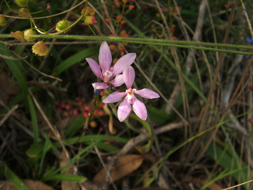 Image of Caladenia reptans by (c) Jeremy Jones, some rights reserved (CC BY)