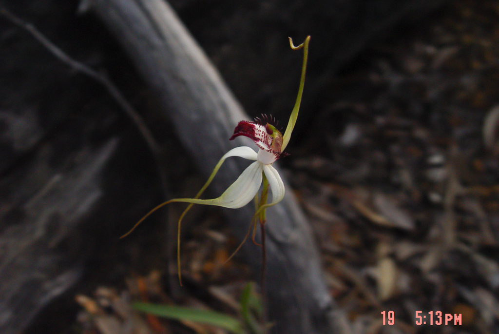 Caladenia × exserta