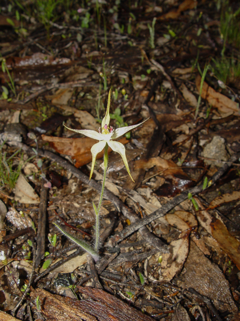 Caladenia × triangularis