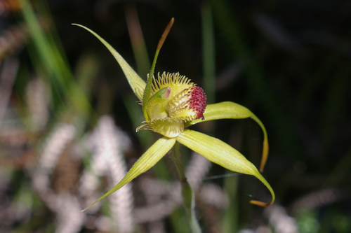 Carbunup king spider orchid (Caladenia procera)