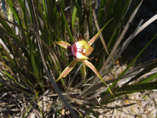 Image of Caladenia brownii by (c) Jeremy Jones, some rights reserved (CC BY)