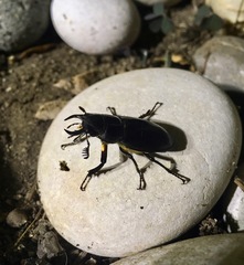 Lucanus barbarossa
