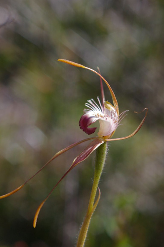 Image of Caladenia ferruginea by (c) Jeremy Jones, some rights reserved (CC BY)