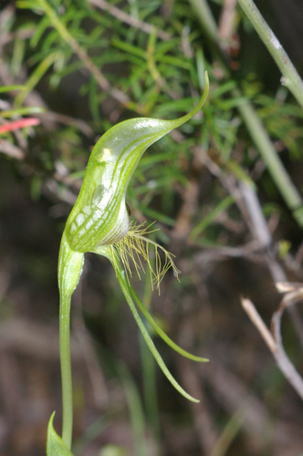 Image of Pterostylis turfosa by (c) Jeremy Jones, some rights reserved (CC BY)