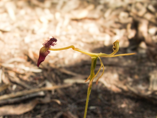 Glossy-leaved Hammer Orchid (Drakaea elastica)