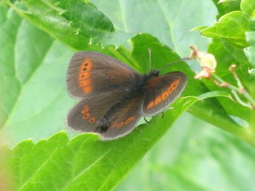Lesser Mountain Ringlet