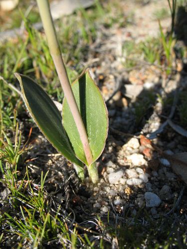 Image of Thelymitra villosa by (c) Jeremy Jones, some rights reserved (CC BY)
