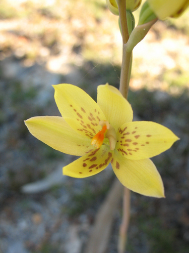 Image of Thelymitra villosa by (c) Jeremy Jones, some rights reserved (CC BY)