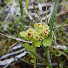 Chrysosplenium tetrandrum