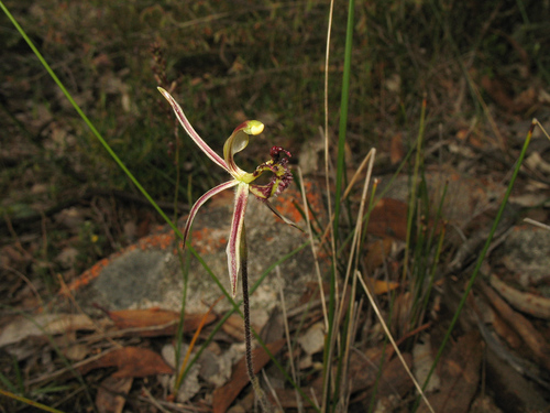 Image of Caladenia barbarossa by (c) Jeremy Jones, some rights reserved (CC BY)
