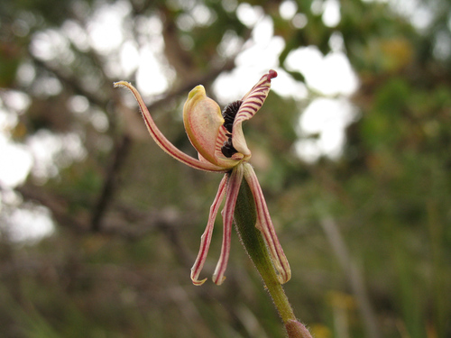 Image of Caladenia cairnsiana by (c) Jeremy Jones, some rights reserved (CC BY)