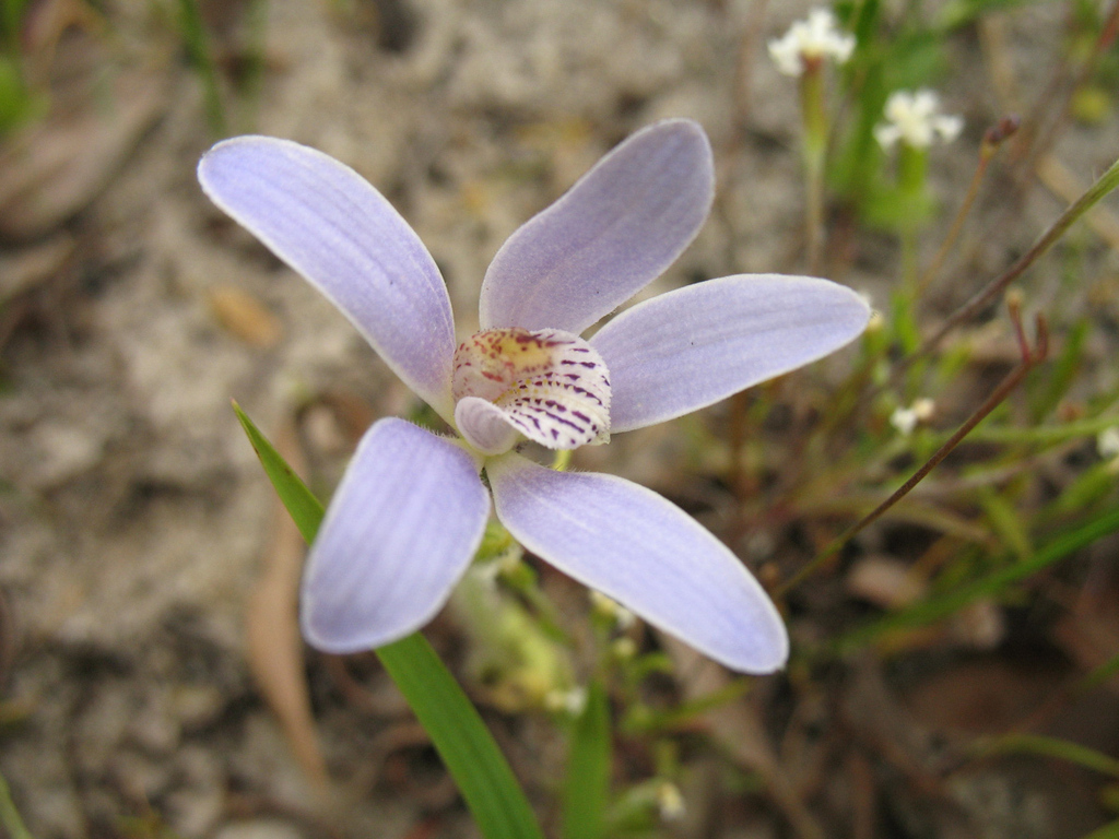 Caladenia gertrudiae
