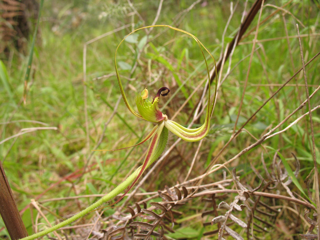 Caladenia attingens