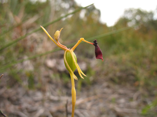 Image of Drakaea thynniphila by (c) Jeremy Jones, some rights reserved (CC BY)
