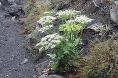 Heracleum grandiflorum
