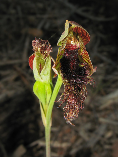 swamp beard orchid (Calochilus uliginosus)