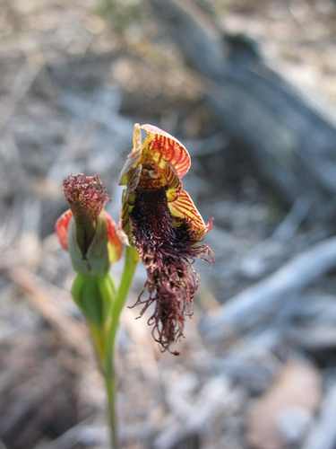 Image of Calochilus uliginosus by (c) Jeremy Jones, some rights reserved (CC BY)