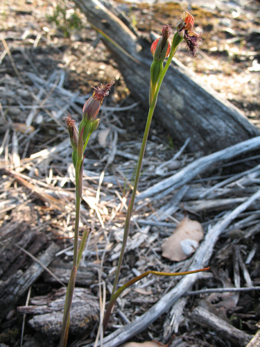Image of Calochilus uliginosus by (c) Jeremy Jones, some rights reserved (CC BY)