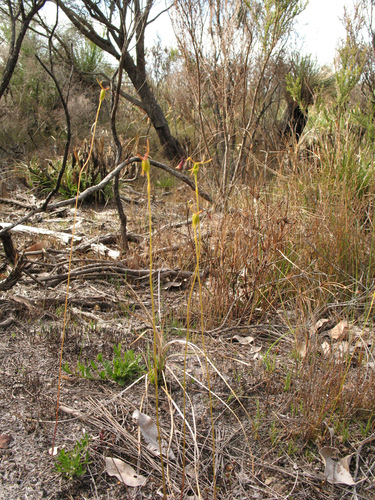 Image of Drakaea thynniphila by (c) Jeremy Jones, some rights reserved (CC BY)