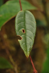 Columnea minor