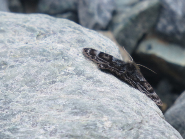 Glacies alticolaria