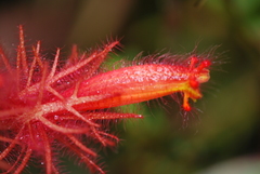 Columnea minor
