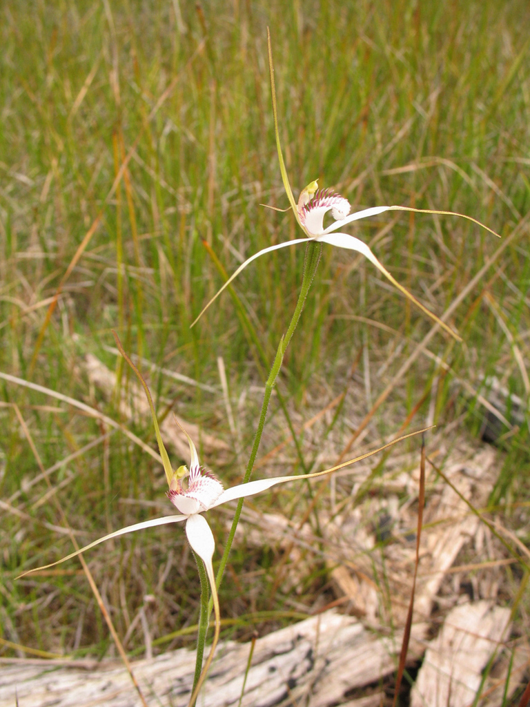 Caladenia christineae